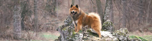 Eurasier