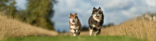 Finnischer Lapphund