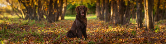 Flat Coated Retriever