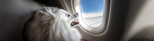 Fliegen mit Hund