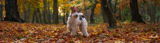 Foxterrier Drahthaar