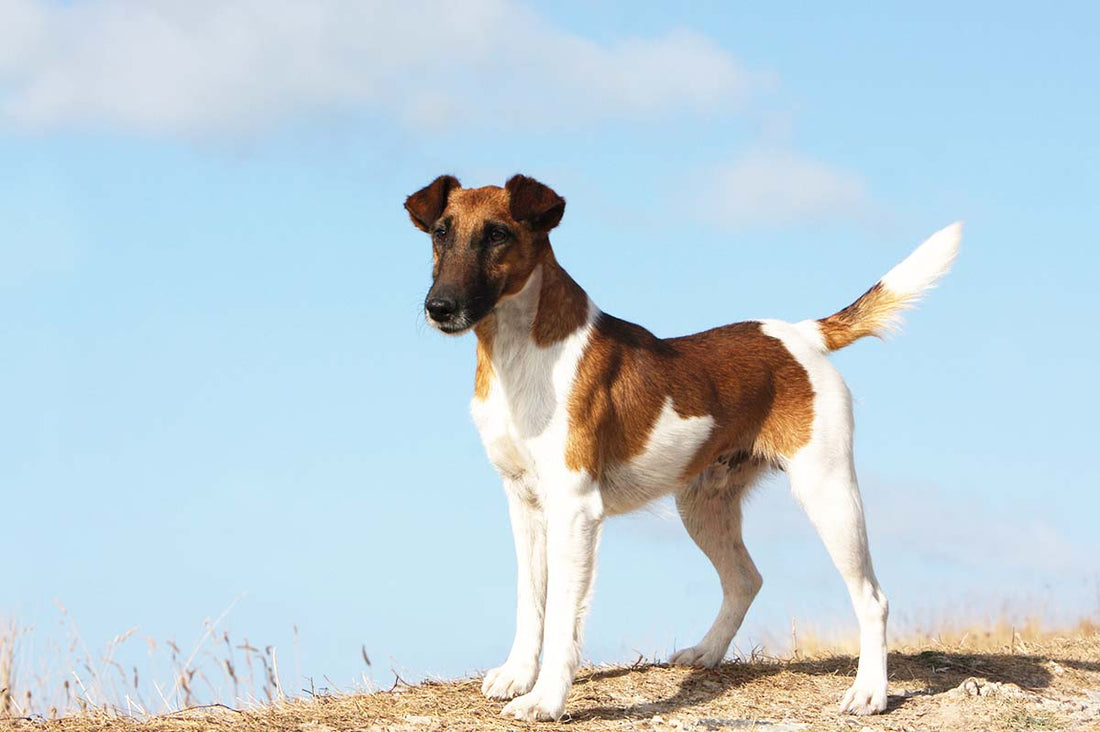 Foxterrier Glatthaar