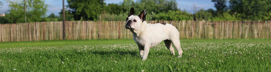 Französische Bulldogge