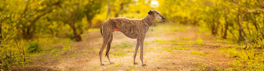 Galgo Español