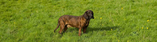 Hannoverscher Schweißhund