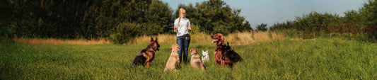 Hundetrainer - auf was du achten solltest