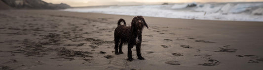 Irish Water Spaniel