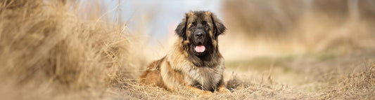 Leonberger