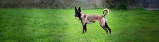 Belgischer Schäferhund