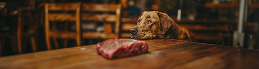 Rindfleisch für Hunde
