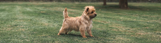 Cairn Terrier