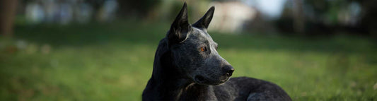 Australian Stumpy Tail Cattle Dog