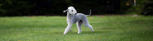 Bedlington Terrier