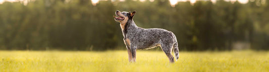 Australian Cattle Dog