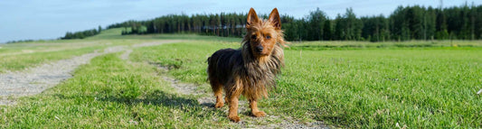 Australian Terrier