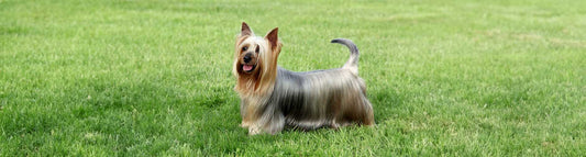 Australian Silky Terrier