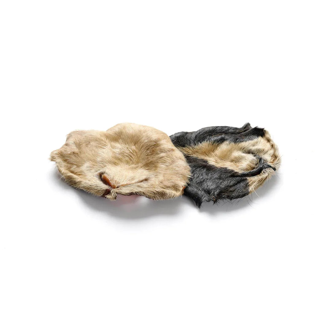 Lammnase mit Fell – naturbelassener, hypoallergener Kausnack für Hunde