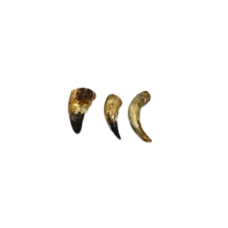 Rinder-Horn
